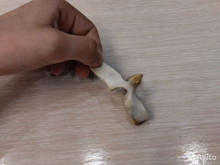 Позвонок дельфина