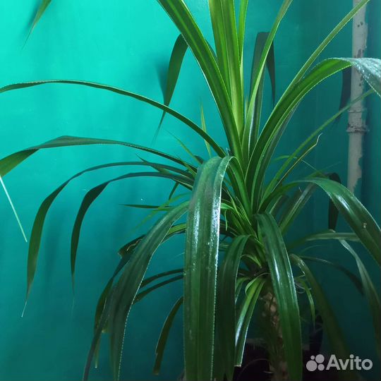 Пальма панданус