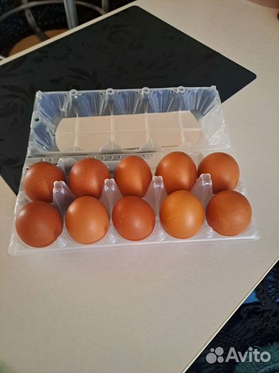 Домашние куриные яйца
