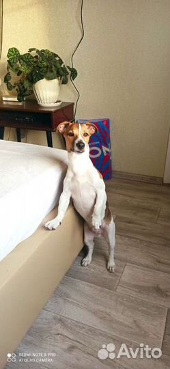Джек Рассел терьер вязка