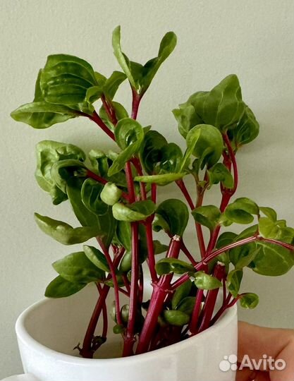 Ирезине Хербста комнатное растение 15 см