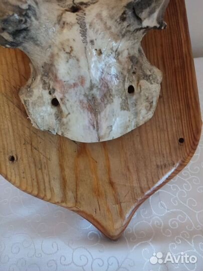 Продам рога оленя