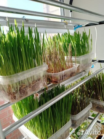 Травка для домашних питомцев