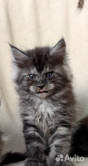 Котята мейн-кун