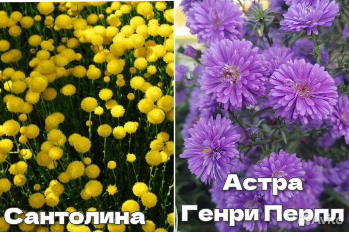 Сантолина,астра,флоксы,хризантема,барвинок