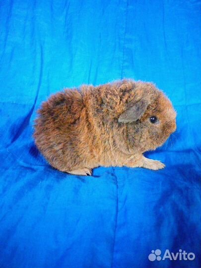 Морская свинка американский тедди