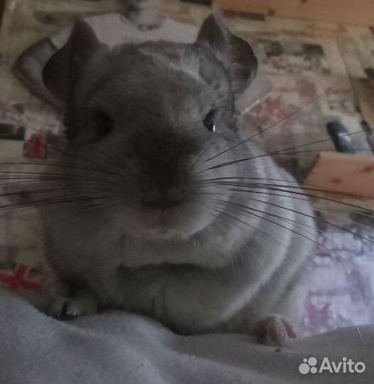 Шиншилла с клеткой