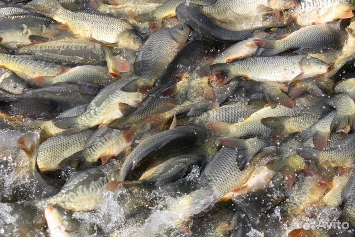Живая рыба карп, Толстолобик
