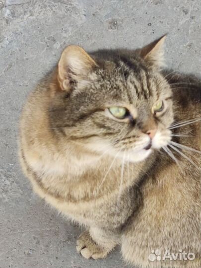 Кошки