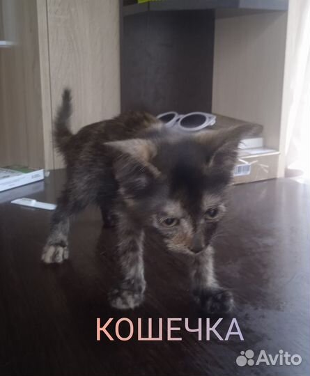 Умные котята от кошки-крысоловки