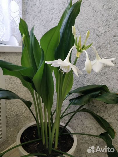 Эухарис амазонская лилия