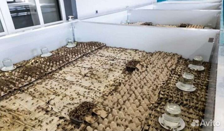 Кормовые насекомые. Сверчки. Тараканы. Зофобус