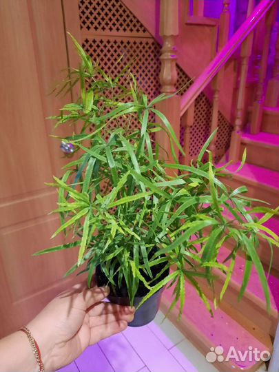 Аспарагус Серповидный