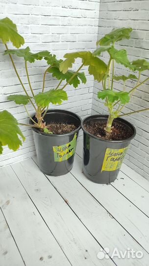 Герань пеларгония сортовая