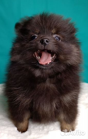 Миниатюрная девочка шпица