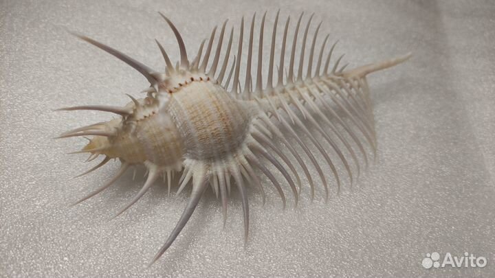 Морская раковина / Murex pecten