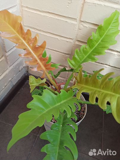 Филодендроны Принц Оранж Клубничный Шейк