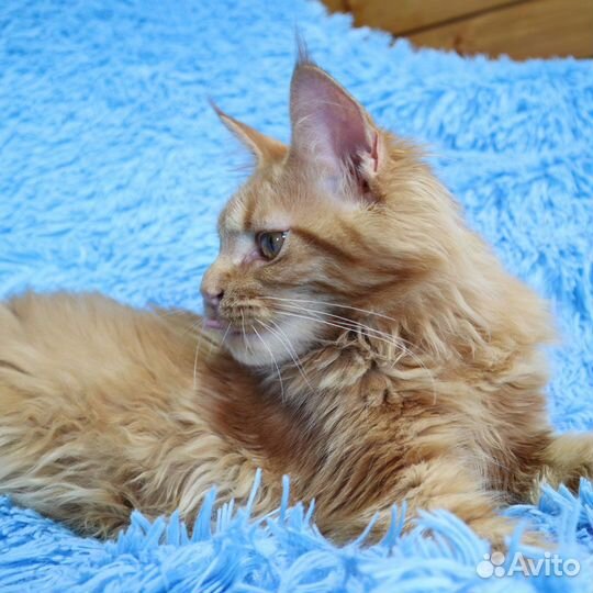 Девочка Mercedes