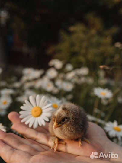 Домашняя птица(Утята, цыплята и тп.)