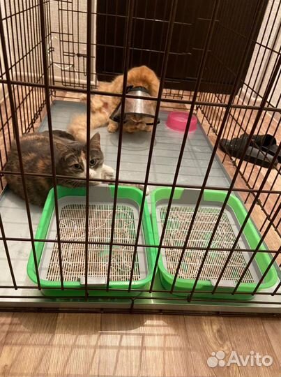 Вольер для кошек