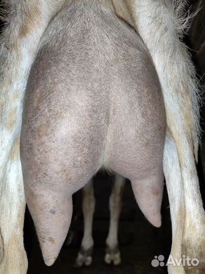 Англо - нубийские козлята и дойные козы