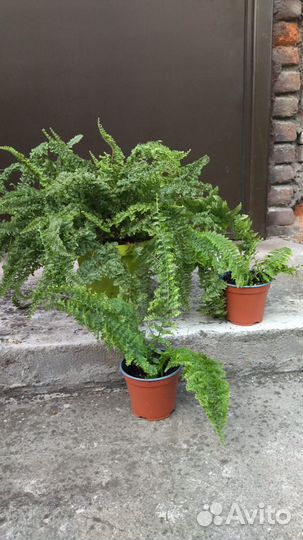 Комнатные растения