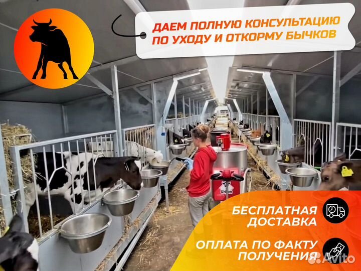 Бычки для окорма