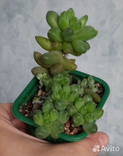 Суккулент Пахифитум компактум