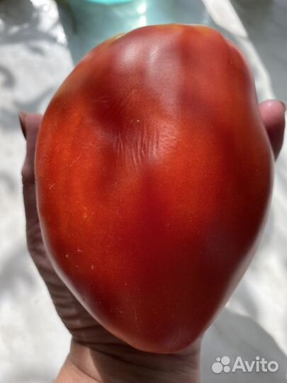 Семена коллекционных сортов томатов