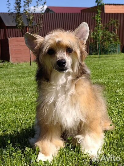 Китайская хохлатая собака мальчики