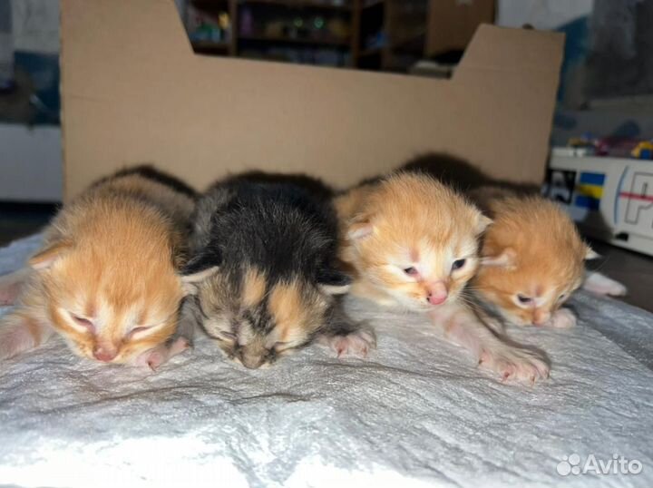 Котята от кошки- крысоловки в хорошие руки