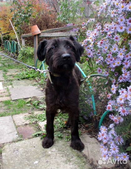 Ризеншнауцер