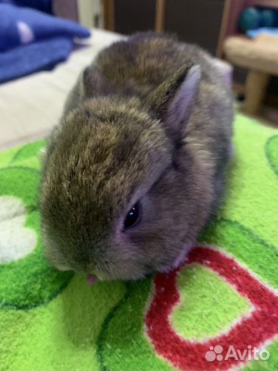 Мини карликовый кролик