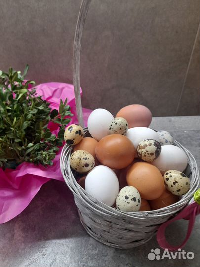 Домашние куриные яйца
