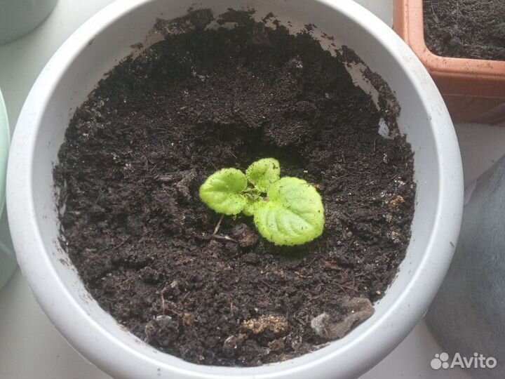 Фиалка комнатная