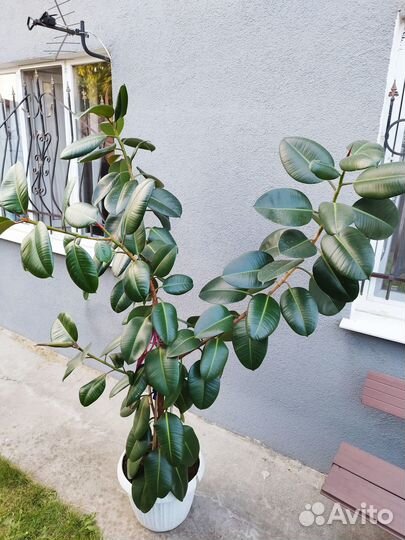 Продам фикус каучконосный