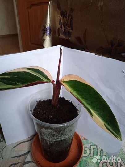 Строманта триколор