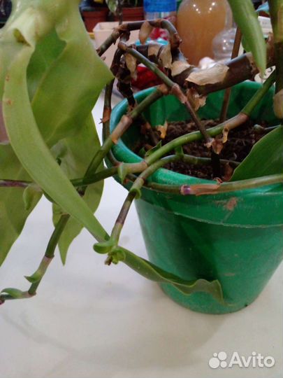 Цветок золотой ус 