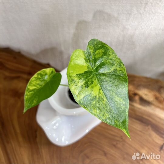 Алоказия гагеана вар