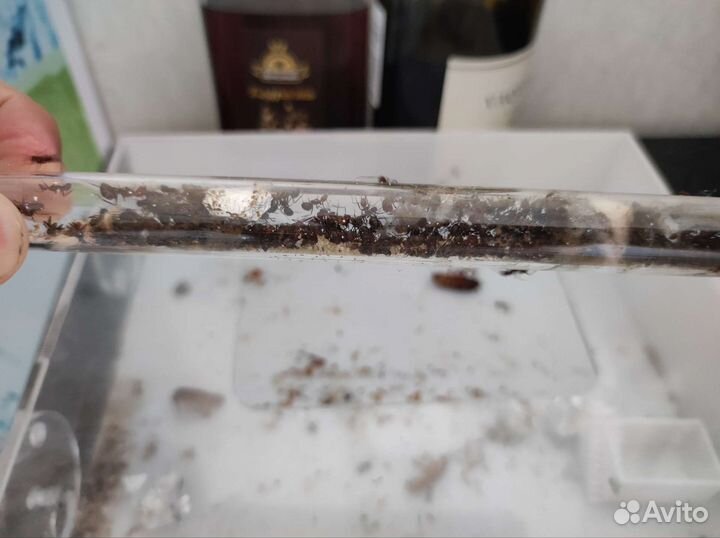 Муравьи camponotus nicobarensis