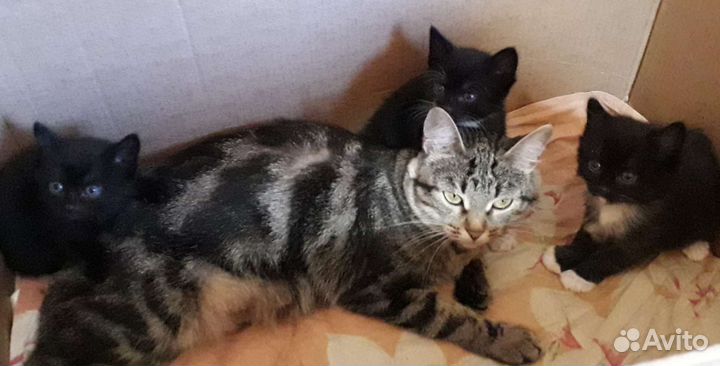 Котята в добрые руки, мальчики