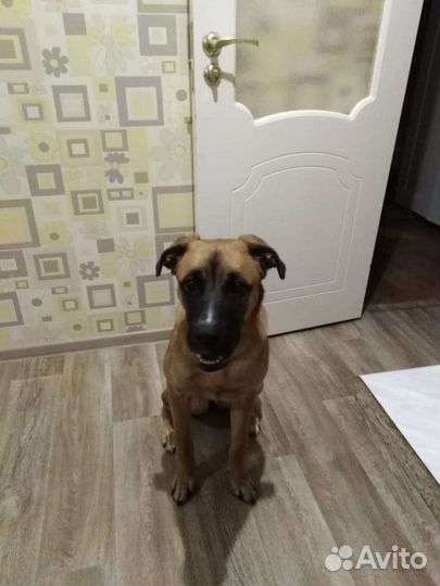 Собака в добрые руки отдам бесплатно