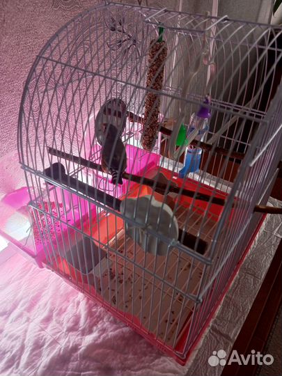 Зебровые амадины