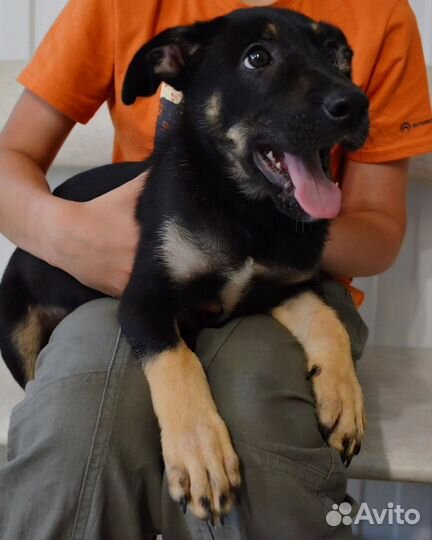 Овчарка щенок метис девочка бесплатно