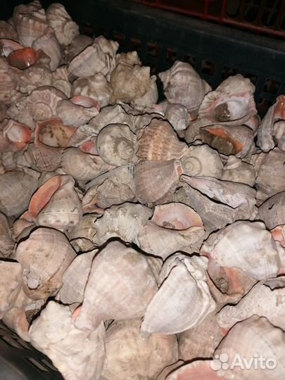 Ракушка морская рапан