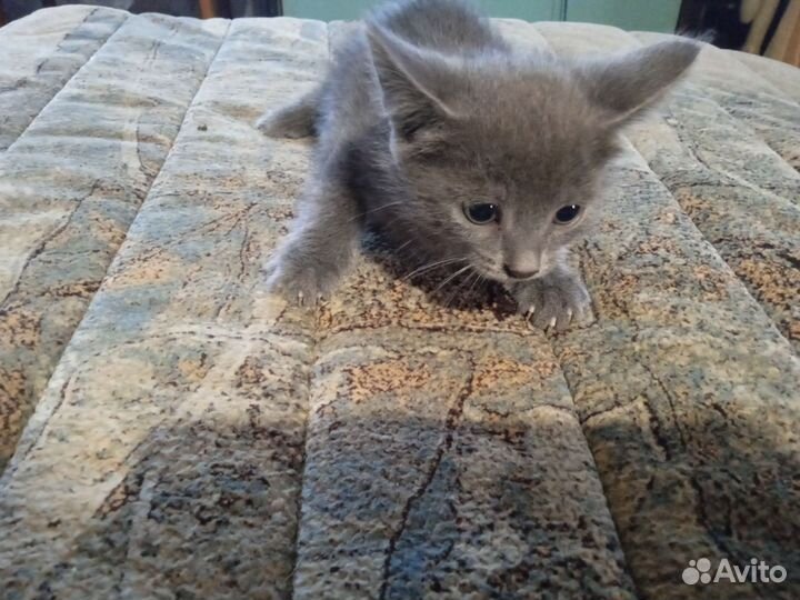 Кошка в дар бесплатно