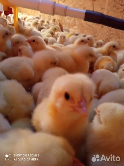 Цыплята суточные кобб500 Европа