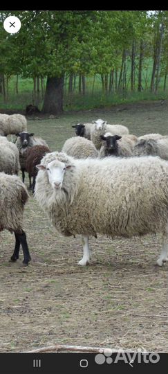 Овцы бараны