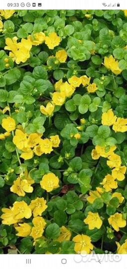 Растения для сада многолетние