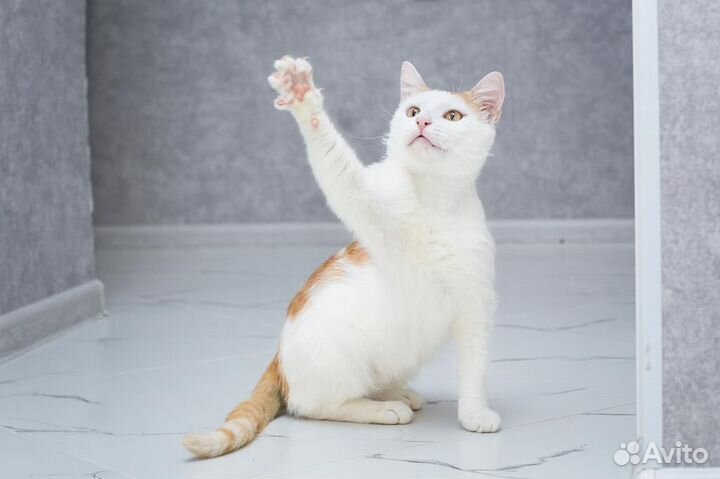 Тимоша. Красота и шарм